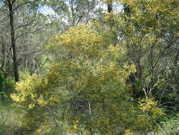 Image of Acacia hakeoides A. Cunn. ex Benth.