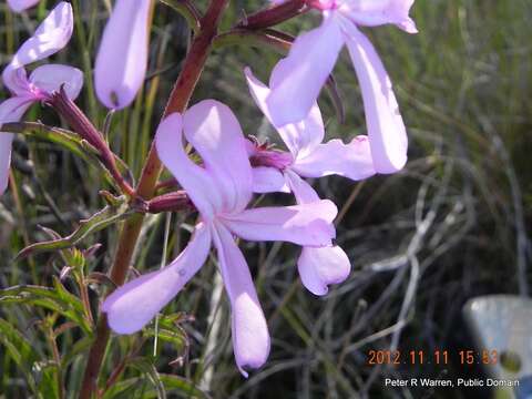 Image of Cycnium tubulosum subsp. tubulosum