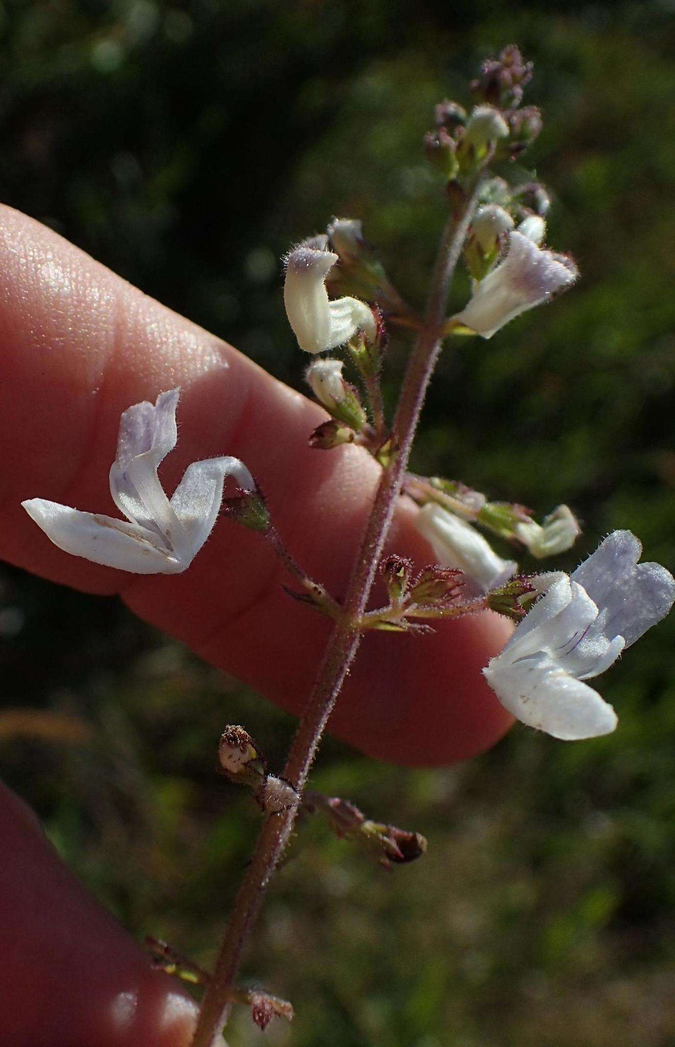 Image of <i>Equilabium laxiflorum</i> Mwany., A. J. Paton & Bot. J. Linn. Soc.