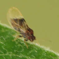 Image of Pear psylla