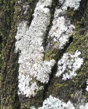 Image of rim lichen