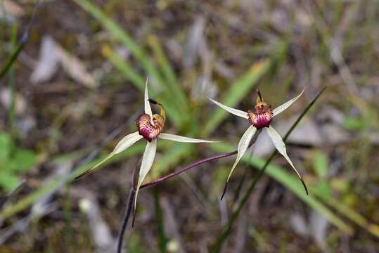 Image of Wimmera spider orchid