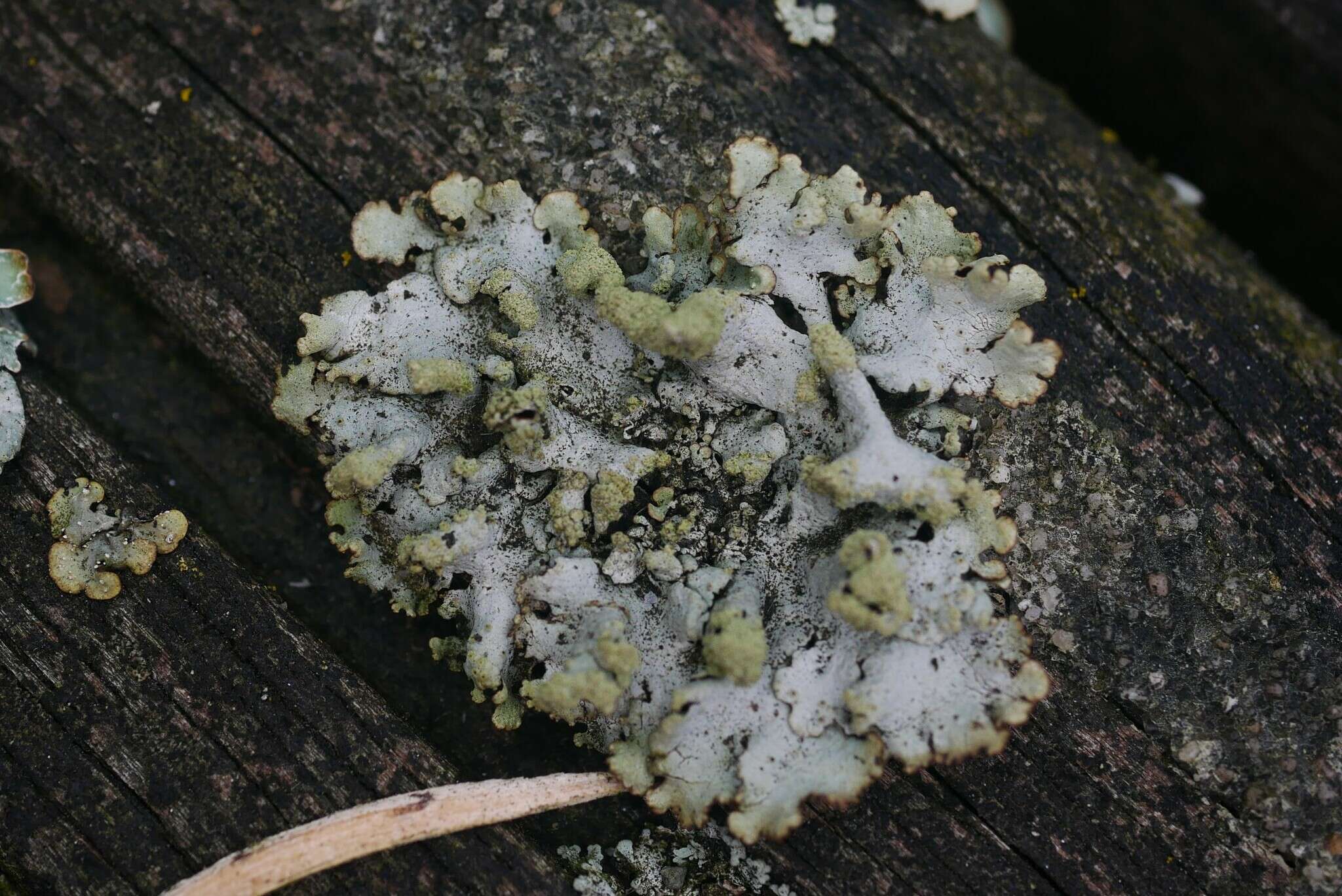 Image of Hypotrachyna lichen