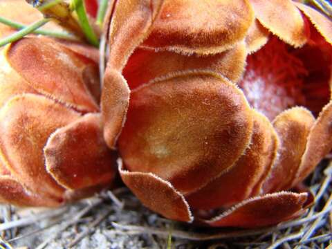 Imagem de Protea subulifolia (Salisb. ex Knight) Rourke