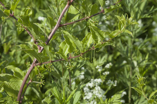 Image of Smilax riparia var. riparia