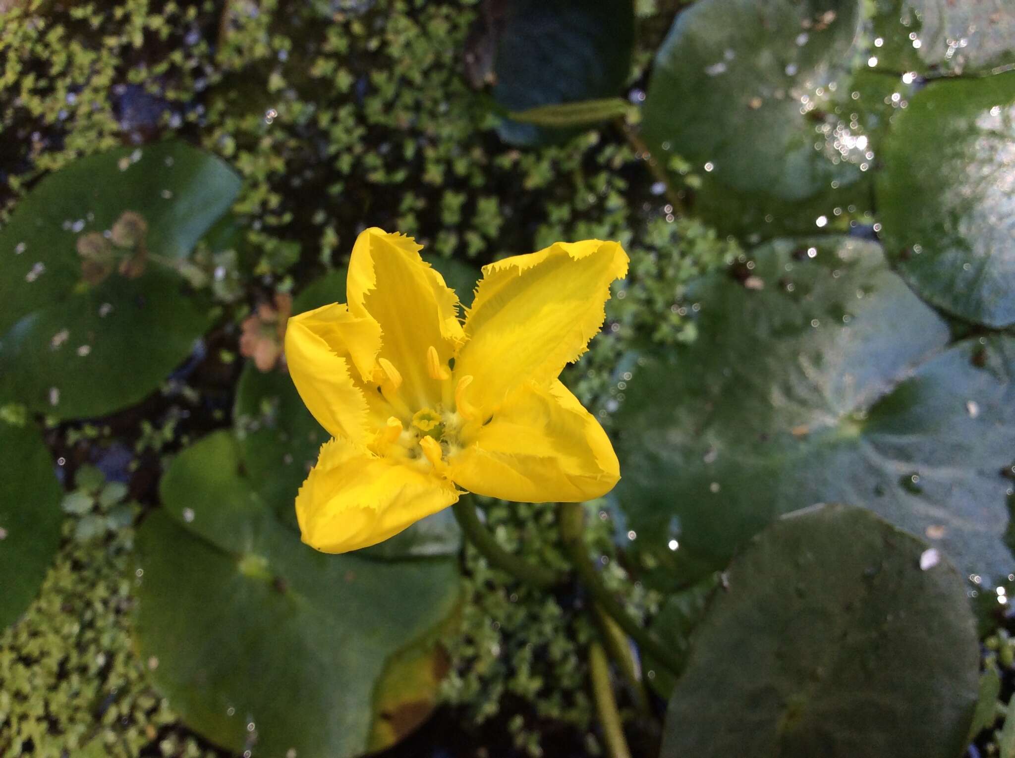 Image of yellow floatingheart