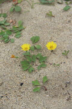 Sivun Ixeris repens (L.) A. Gray kuva