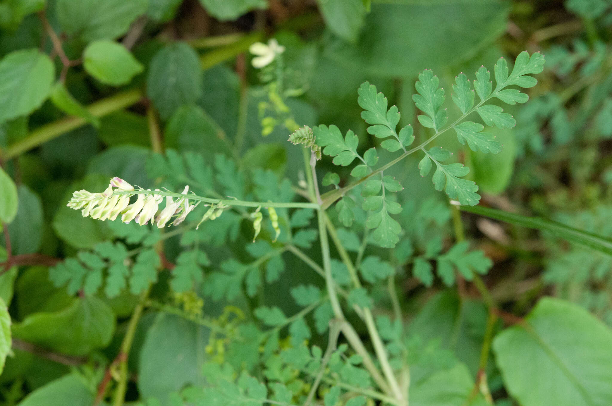 Image of Corydalis ophiocarpa Hook. fil. & Thomson