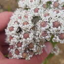 Pseudoselago spuria (L.) O. M. Hilliard resmi