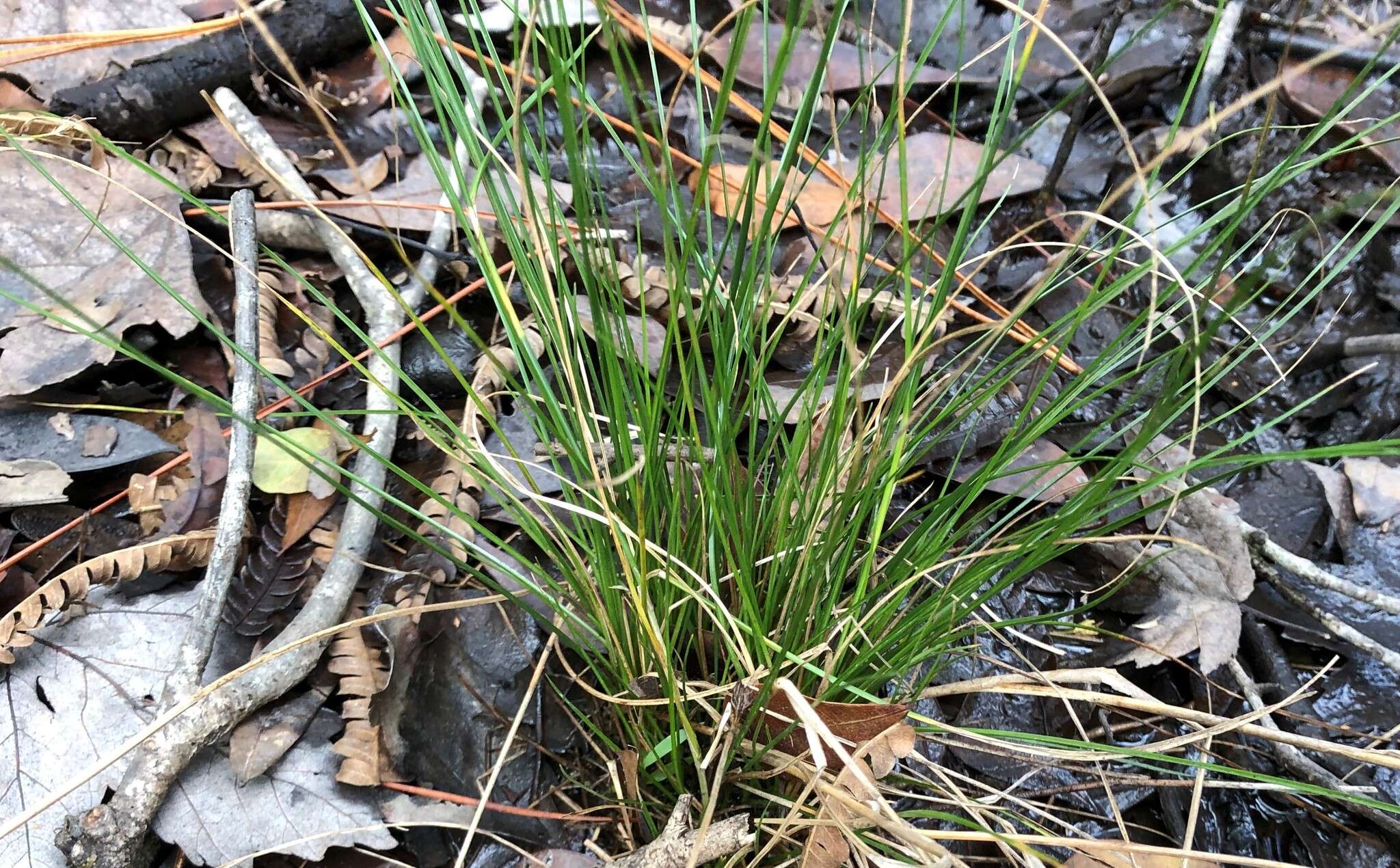 Image of Small-Head Beak Sedge