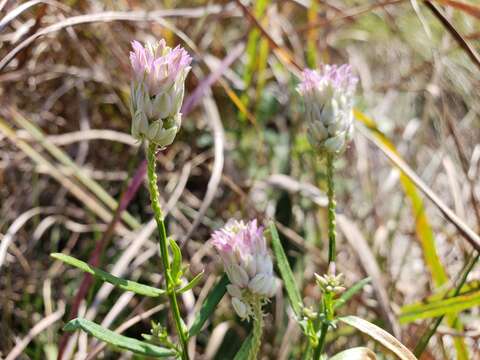 Image of blood milkwort