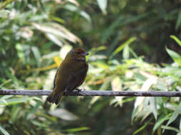 Image of Tawny-capped Euphonia