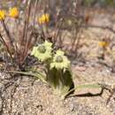 Image of Ferraria macrochlamys (Baker) Goldblatt & J. C. Manning