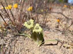 Image of Ferraria macrochlamys (Baker) Goldblatt & J. C. Manning