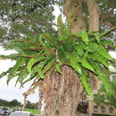 Image of Asplenium setoi N. Murakami & Seriz.