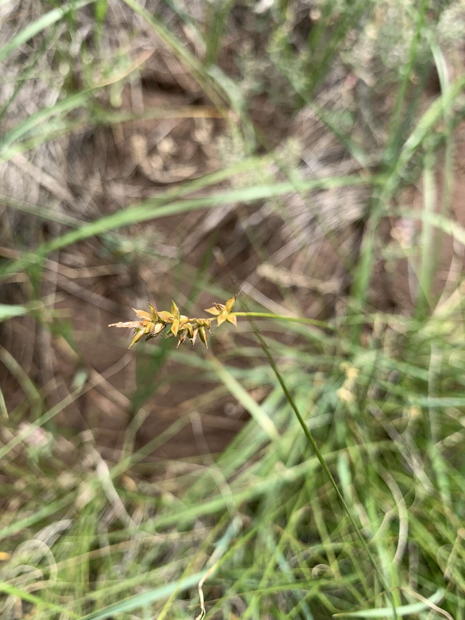 Image of valley sedge