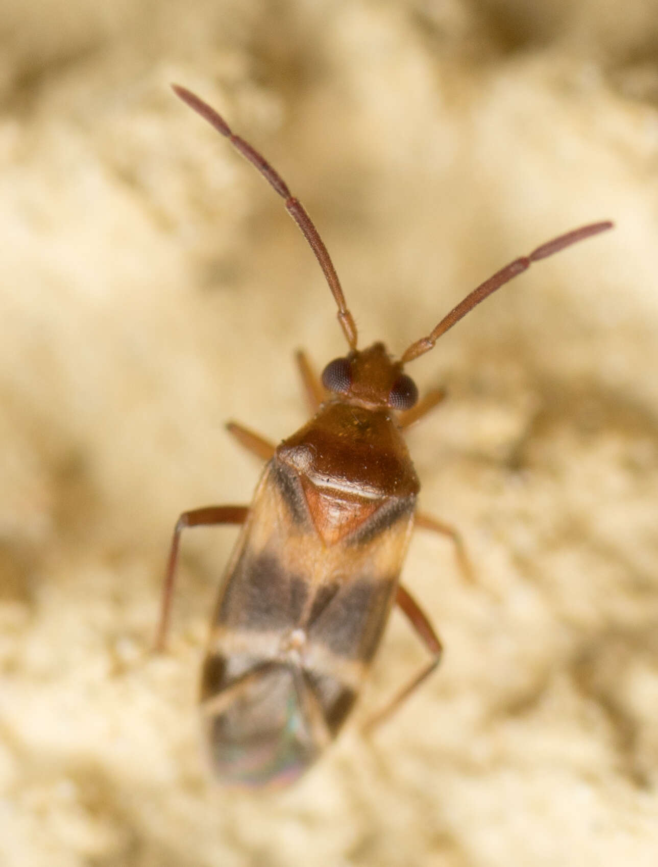 Image of Ceratocapsus apicatus Van Duzee 1921