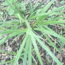 Image of Carex aethiopica Schkuhr