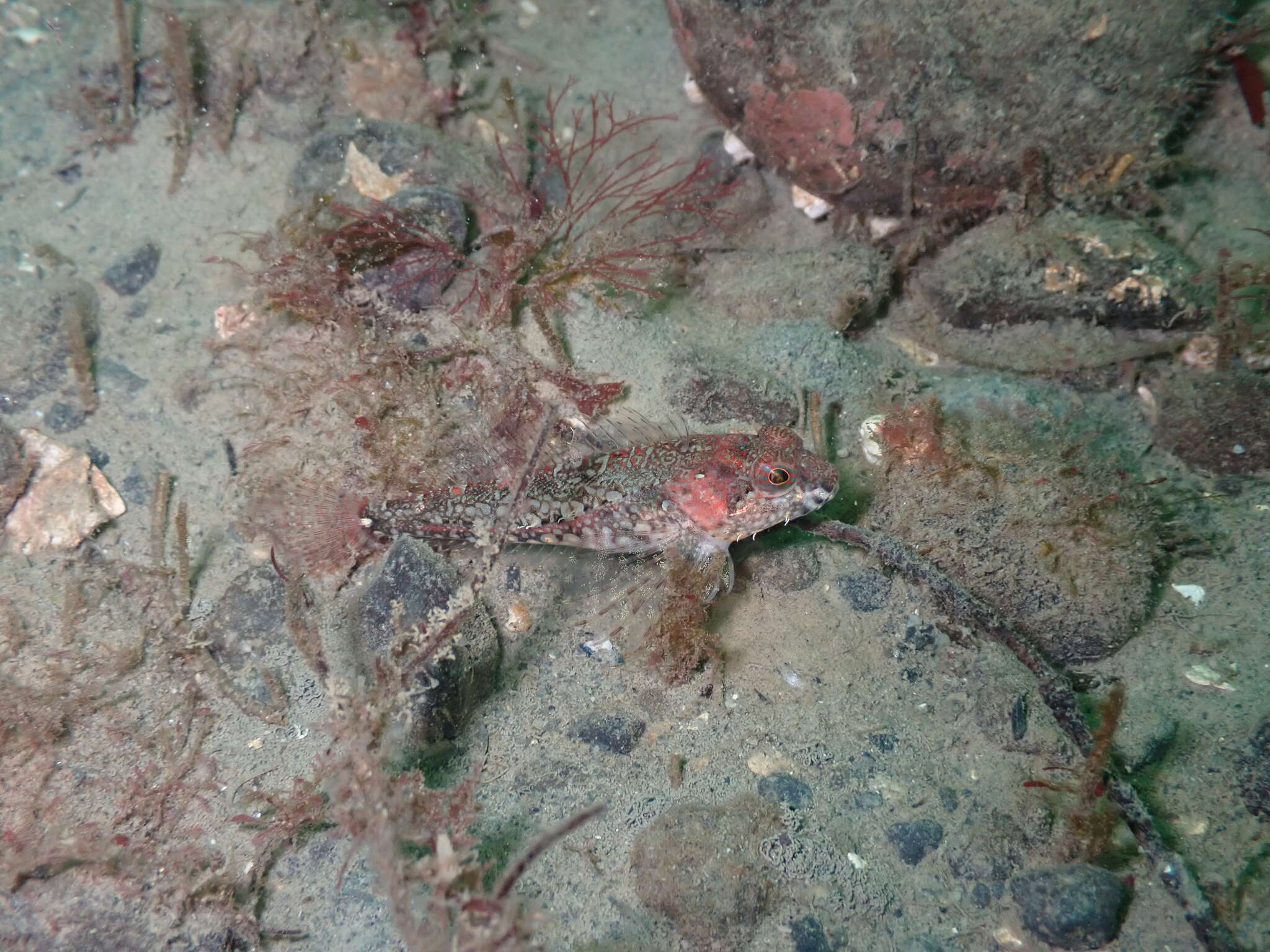 Image of Plumose sculpin