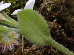 Image of Myosotis lytteltonensis (Laing & A. Wall) de Lange