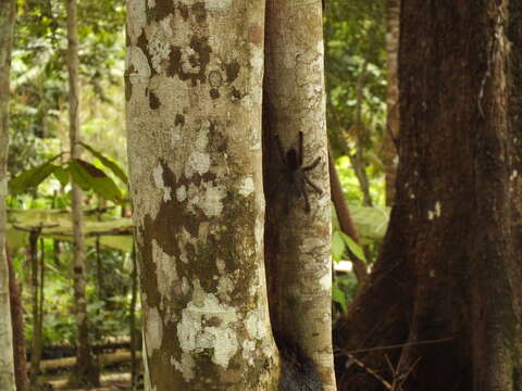 Image of Yellow Banded Pinktoe Tarantula