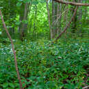 صورة Puccinia cribrata Arthur & Cummins 1933