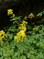 Image of yellow corydalis