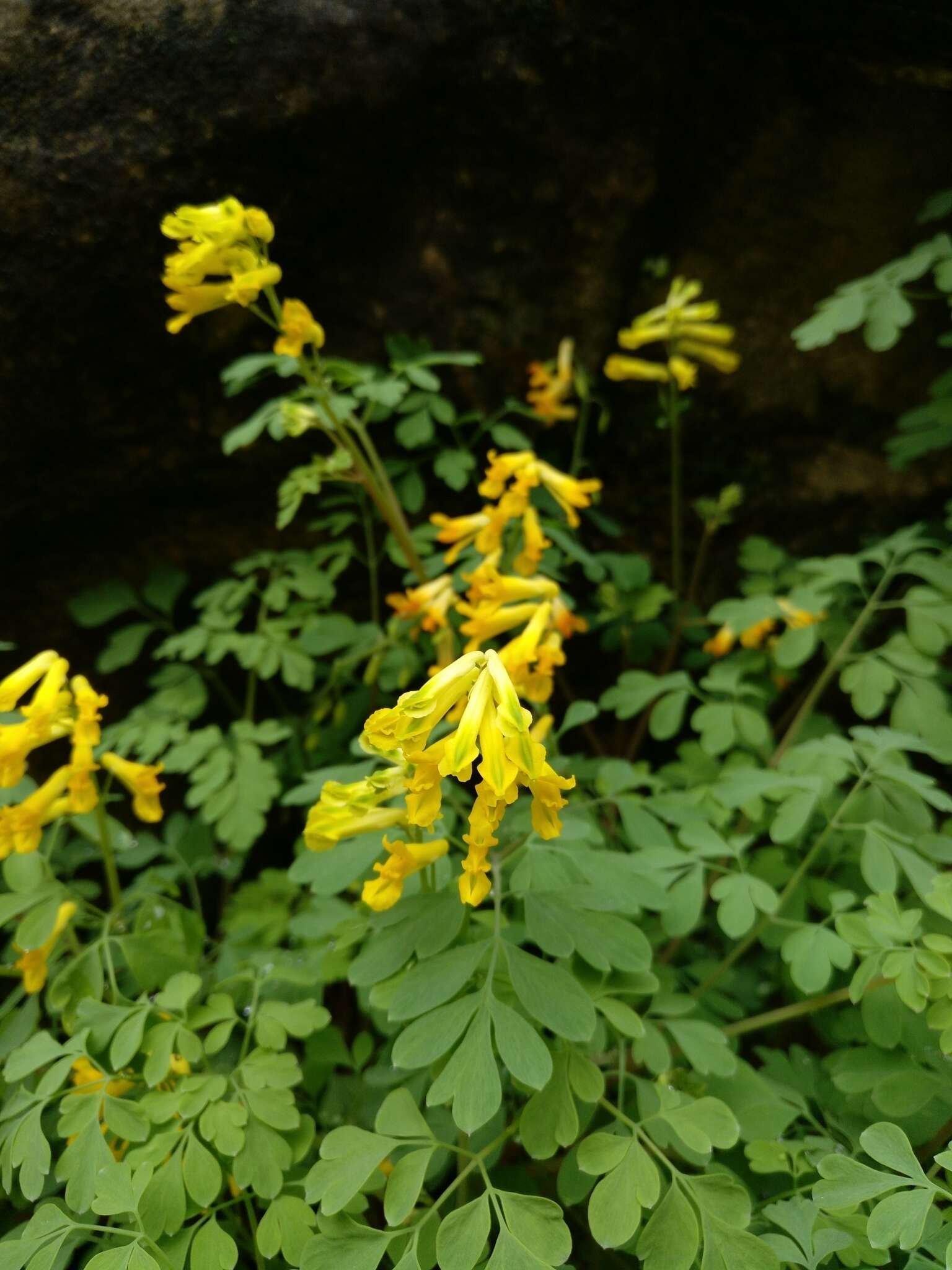 Image of yellow corydalis