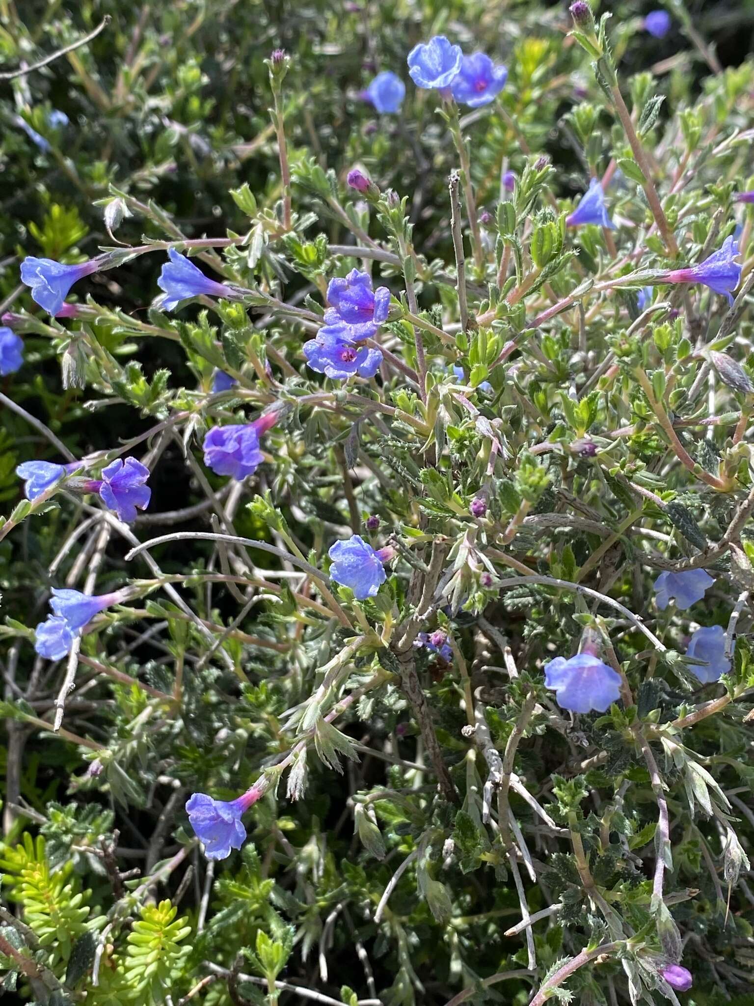 Lithodora hispidula (Sm.) Griseb. resmi