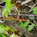 Image of Sympetrum pedemontanum elatum Selys 1872