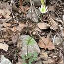 Image of Edwards Plateau thimbleweed