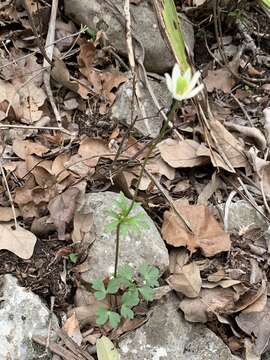 Image of Edwards Plateau thimbleweed