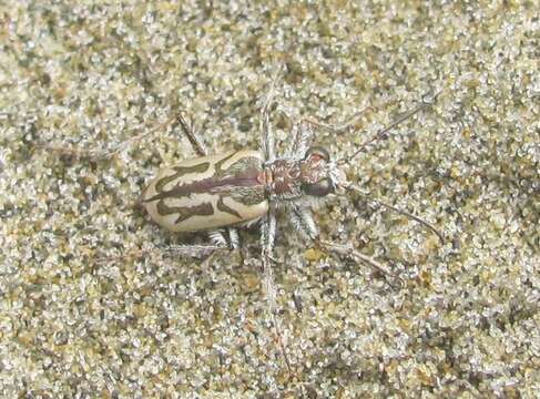 Image de Zecicindela perhispida (Broun 1880)