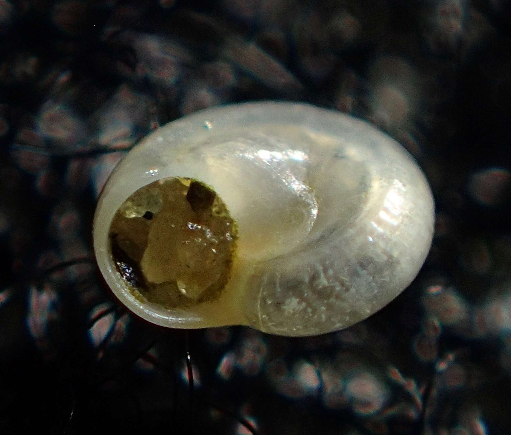 Plancia ëd Teinostoma supravallatum (Carpenter 1864)