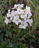 Plancia ëd Cardamine microphylla Adams