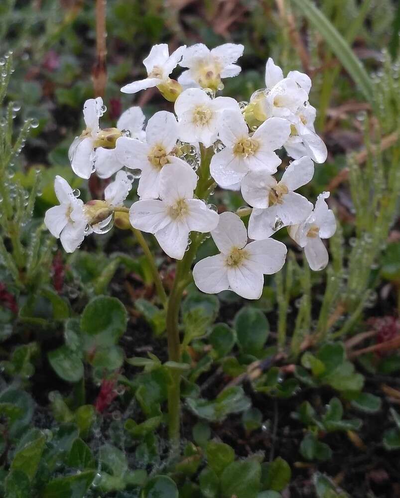 Imagem de Cardamine microphylla Adams