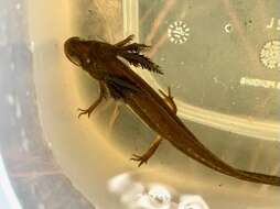 Image of Striped Newt