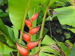 Threnetes leucurus (Linnaeus 1766) resmi