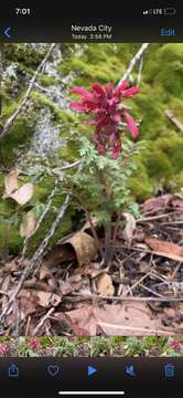 Imagem de Pedicularis aurantiaca (E. F. Sprague) Monfils & Prather