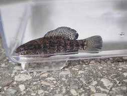 Image of Banded Pygmy Sunfish