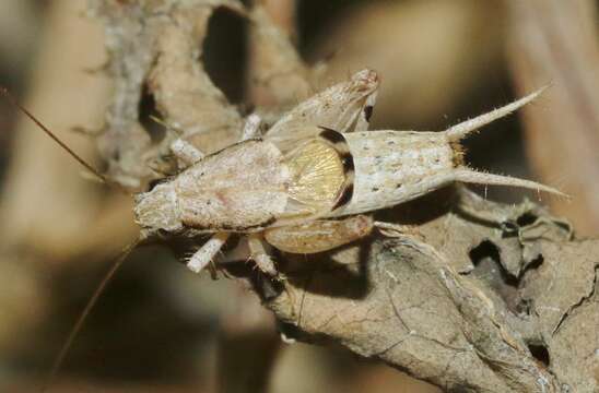 Image of Zebra Scaly Cricket