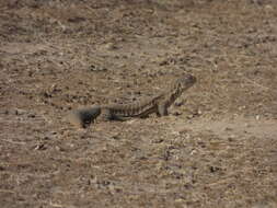 Image of Hardwick's spiny-tailed lizard