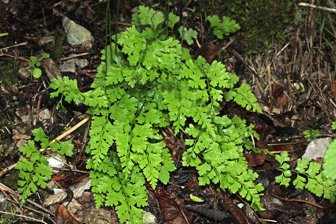 Sivun Dennstaedtia wilfordii (T. Moore) H. Christ kuva