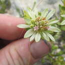 Image of Euchaetis longibracteata Schlechter