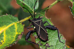 صورة Acanthocerus crucifer Palisot de Beauvois 1818