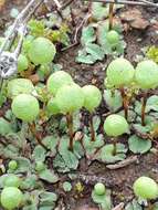 Image of Asterella palmeri (Austin) Underw.