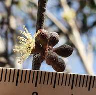 Image of Eucalyptus ligustrina A. Cunn. ex DC.