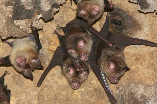 Image of Horsfield's Leaf-nosed Bat