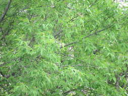 Image of Salix alba subsp. alba
