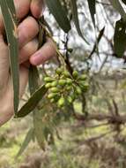 Image of eucalyptus